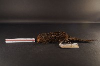 藏品(隱紋花松鼠)的圖片