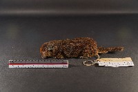 藏品(隱紋花松鼠)的圖片