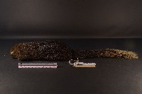 藏品(赤腹松鼠)的圖片