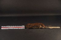 藏品(史密斯絨鼠)的圖片