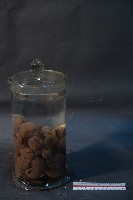 藏品(海兔)的圖片