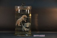 藏品(初出生之貓)的圖片