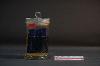 藏品(嚙齒類胎兒)的圖片