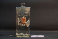 藏品(蝙蝠)的圖片