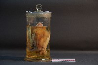 藏品(蝙蝠)的圖片