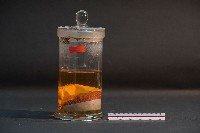 藏品(臺灣穿山甲胎兒(含子宮))的圖片