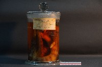 藏品(麝香貓)的圖片