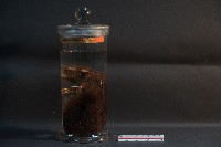 藏品(赤腹松鼠)的圖片