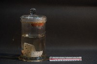 藏品(蝙蝠)的圖片