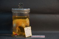 藏品(鬼鼠)的圖片