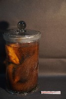 藏品(食蟹獴)的圖片