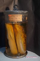 藏品(家兔)的圖片