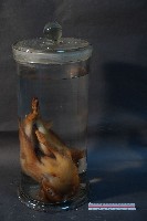 藏品(山羌)的圖片