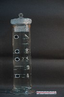 藏品(脊椎動物胚胎)的圖片