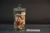 藏品(章魚的解剖)的圖片
