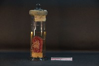 藏品(豬腎 (解剖與色素注射))的圖片