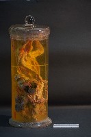 藏品(兔的解剖)的圖片