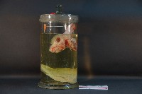 藏品(兔頭解剖+魚)的圖片