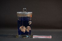 藏品(臺灣穿山甲的胎兒在母體內發育過程)的圖片