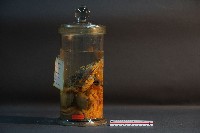 藏品(臺灣穿山甲的內部器官)的圖片