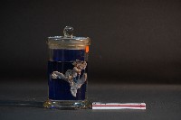 藏品(臺灣穿山甲的胎兒在母體內發育過程-2)的圖片