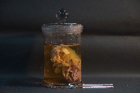 藏品(臺灣雌性穿山甲的內部器官(含胚胎))的圖片