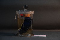 藏品(貓的胚胎(環狀胎盤))的圖片