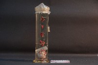 藏品(脊椎動物心臟)的圖片