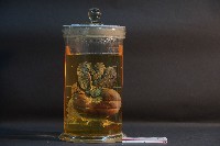 藏品(哺乳類胃及肝)的圖片