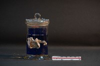 藏品(哺乳類的子宮與胚胎)的圖片