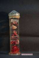 藏品(脊椎動物呼吸器官之比較)的圖片