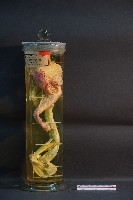 藏品(貓之前肢)的圖片