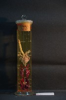 藏品(貓之呼吸器官/ 肺臟(貓) (解剖色素注射))的圖片