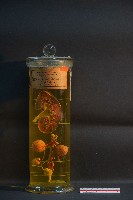 藏品(豚及貓之排泄器官)的圖片