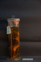 藏品(家貓的剖半)的圖片