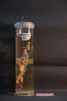 藏品(犬之頭骨切面)的圖片