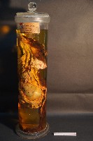 藏品(犬之內臟器官)的圖片