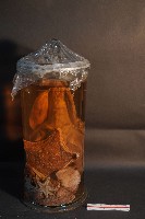藏品(哺乳類的解剖+海星+螳螂蝦+海膽)的圖片
