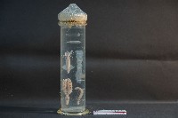 藏品(海洋發光生物)的圖片