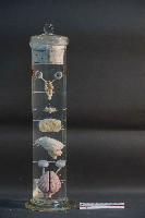 藏品(犬之腦 / 腦髓(犬))的圖片