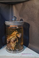 藏品(哺乳類的內部器官)的圖片