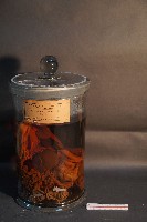 藏品(氈鹿的內部器官)的圖片