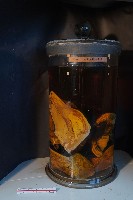 藏品(家犬的解剖)的圖片