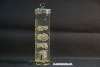 藏品(狗腦的解剖)的圖片
