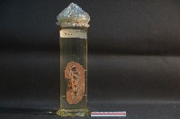 藏品(腎臟剖面(豬))的圖片