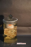 藏品(家犬(軀幹部橫切面))的圖片