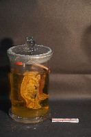 藏品(赤腹松鼠的切面)的圖片