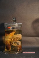 藏品(天竺鼠的切面)的圖片