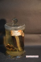 藏品(家犬(腿之切面))的圖片