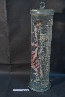 藏品(植物性神經系統(貓))的圖片